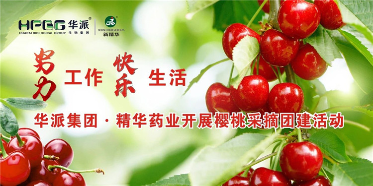 努力工作 快乐生活 | 华派集团&middot;J9国际站备用药业开展樱桃采摘团建活动